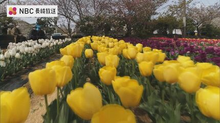 みんなの喜ぶ顔が見たくて』一人の男性が30年前に始めた「壱岐・花見崎