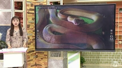 続報】「店のエアコンに入ってしまう可能性高い」爬虫類の専門家