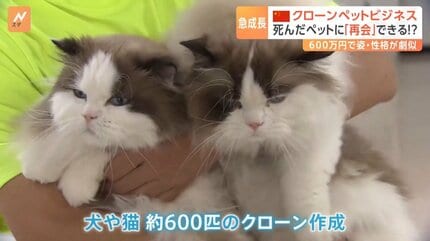 死んだペットに「再会」できる！？急成長する中国のクローンペット