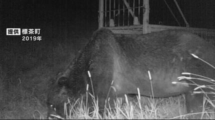 またもや牧場の乳牛襲われる 大型のクマ「OSO18」か 乳牛の角
