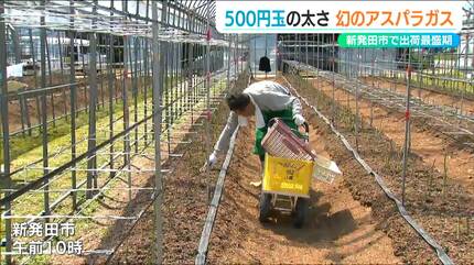 茎の直径2.5センチ、重さは70グラム、一本390円 新発田市で生産される