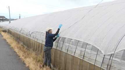 お引き取り者様決まりました)ビニールハウス(約15m)