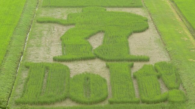 80歳の女性ファンも足を運ぶ 矢沢永吉さんの姿を稲で描くおなじみ「永ちゃん田んぼ」が見ごろに【岡山・美作市】|TBS NEWS DIG
