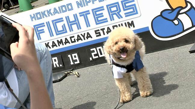 【日本ハム】「いずれは“デコピン選手権”を開催したい」鎌ケ谷スタジアムのペットと一緒に野球観戦が大好評|TBS NEWS DIG