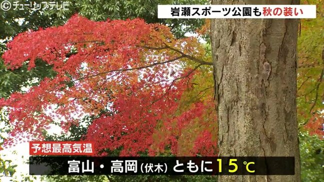 平野部でもでもみじが赤く色づき始める 西高東低の気圧配置になり雨上がりの晴れに映える 富山|TBS NEWS DIG