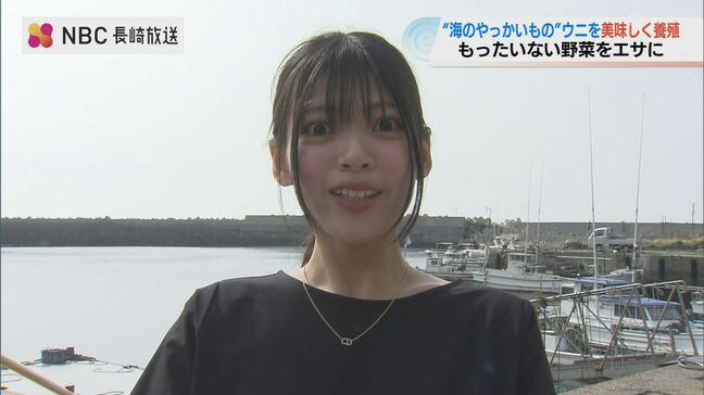 ウニが“ブロッコリー”を食べたら激ウマに!?　海を荒らす厄介者「捨てウニ」が生まれ変わった意外すぎる方法【長崎発】|TBS NEWS DIG