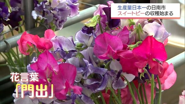 甘い香りが広がるスイートピー　生産量日本一の日南市で収穫始まる|TBS NEWS DIG