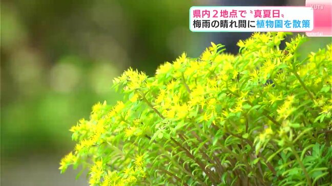 高知県内２地点で“真夏日”　梅雨の晴れ間に植物園を散策　高知市・牧野植物園|TBS NEWS DIG