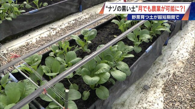 “謎の黒い土” 月での農業を可能にする技術?甘いミニトマトの収穫はロボットで 日本の農業を変える最先端技術|TBS NEWS DIG