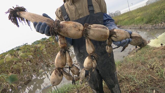猛暑に強い野菜も…レンコンが巨大化し豊作 ｢早く収獲していい状態で出荷したい｣ 名産地の愛知・愛西市で |TBS NEWS DIG