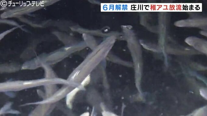 6月のアユ漁解禁に向けて　稚アユの放流が始まる　富山　|　富山のニュース｜天気・防災｜チューリップテレビ