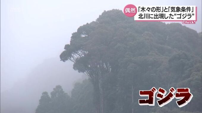 自然の偶然が生み出した　延岡市北川町にゴジラ出現！　|　MRTニュース ｜ ＭＲＴ宮崎放送