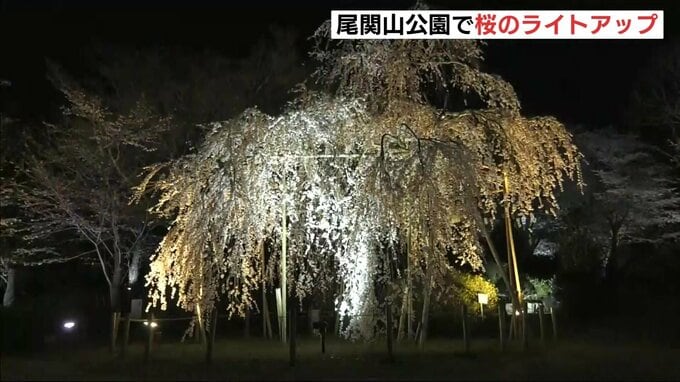 “サクラの名所”　尾関山公園でライトアップ　多くの人が夜桜を堪能　広島県三次市|TBS NEWS DIG
