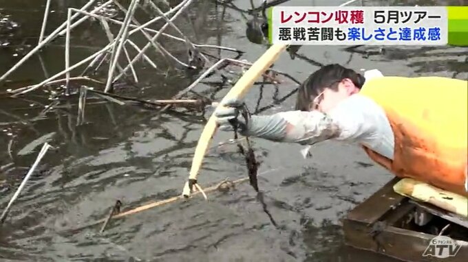 悪戦苦闘しながらも「とれた!」 神社の池のレンコンを収穫! 5月に収穫体験ツアーも | 青森のニュース│ATV NEWS│青森テレビ