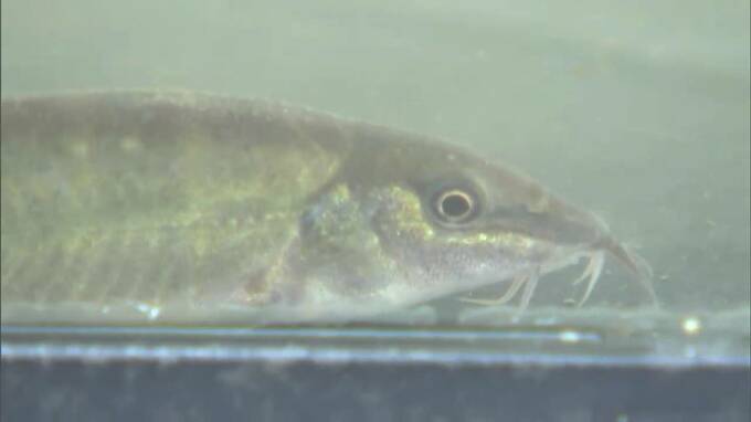 天然記念物「アユモドキ」キリンビールが人工繁殖に挑戦　生育調査で卵の有無を確認【岡山】|TBS NEWS DIG