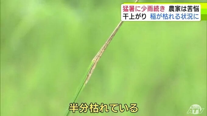 「コメにならない…」コメ農家から不安の声　猛暑と少雨で干上がる田んぼ　『イネ』は枯れる状況に…　特に田んぼに水が必要な「出穂期」のなか　青森県青森市|TBS NEWS DIG