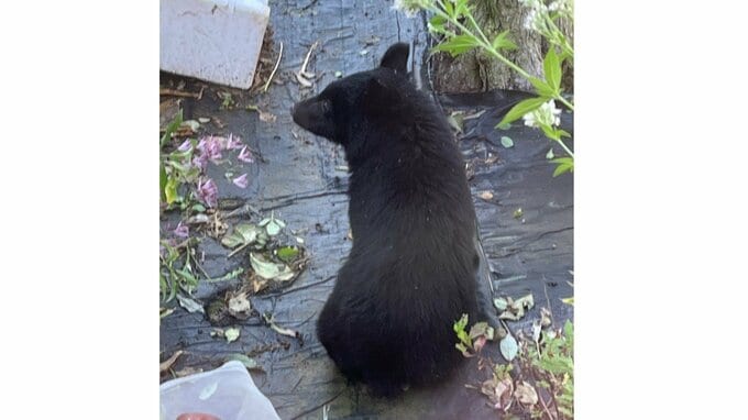 【画像】庭の木の上にクマ　こちらをじっと見つめ...住宅敷地内にクマ居座る　捕獲し駆除に（山形・鶴岡市）　|　山形のニュース│TUYテレビユー山形