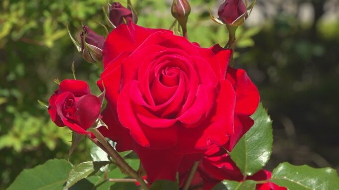 河口湖音楽と森の美術館で1200本のバラが見ごろ迎える　山梨・富士河口湖町　|　山梨のニュース | ＵＴＹテレビ山梨