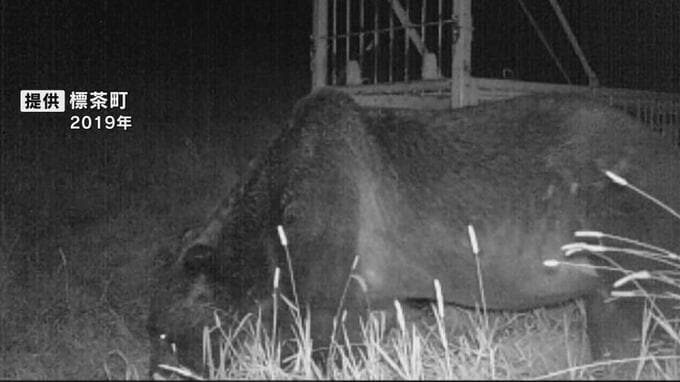 またもや牧場の乳牛襲われる　大型のクマ「ＯＳＯ18」か　乳牛の角にクマの毛…激しく争ったか　北海道厚岸町　　　　|　北海道のニュース｜HBC北海道放送