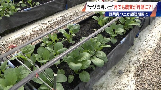 “謎の黒い土” 月での農業を可能にする技術？甘いミニトマトの収穫はロボットで 日本の農業を変える最先端技術|TBS NEWS DIG