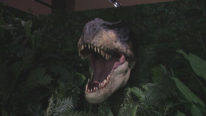 恐竜の化石に直接ふれられる！　見て・触れて・楽しめる恐竜展「タッチザダイナソー」14日開幕|TBS NEWS DIG