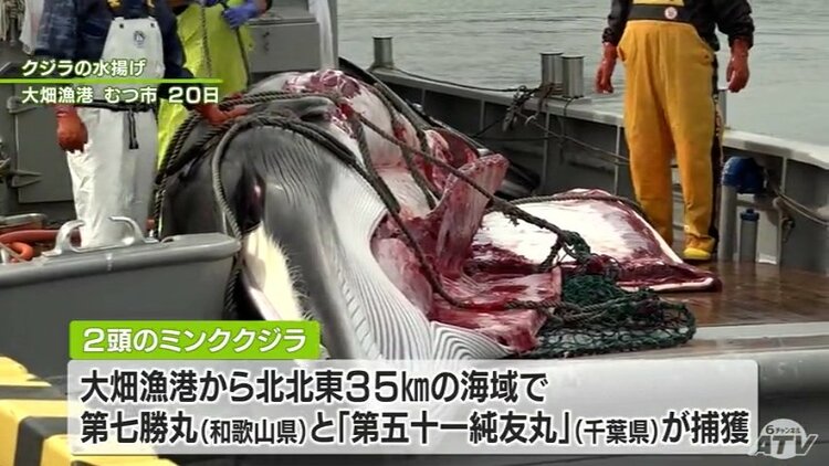 初漁できた」ミンククジラ2頭水揚げ 今季の商業捕鯨・青森県内2か所