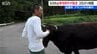 佐渡で600キロの黒毛和牛が家出? 2日ぶりに農場に帰宅　ブランド牛として全国へ出荷する貴重な和牛　|　新潟のニュース・天気｜BSN NEWS｜BSN新潟放送
