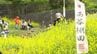 美しい棚田は菜の花見頃　棚田の米でつくった新酒も披露　福島・二本松市の西谷棚田　|　福島のニュース│TUF