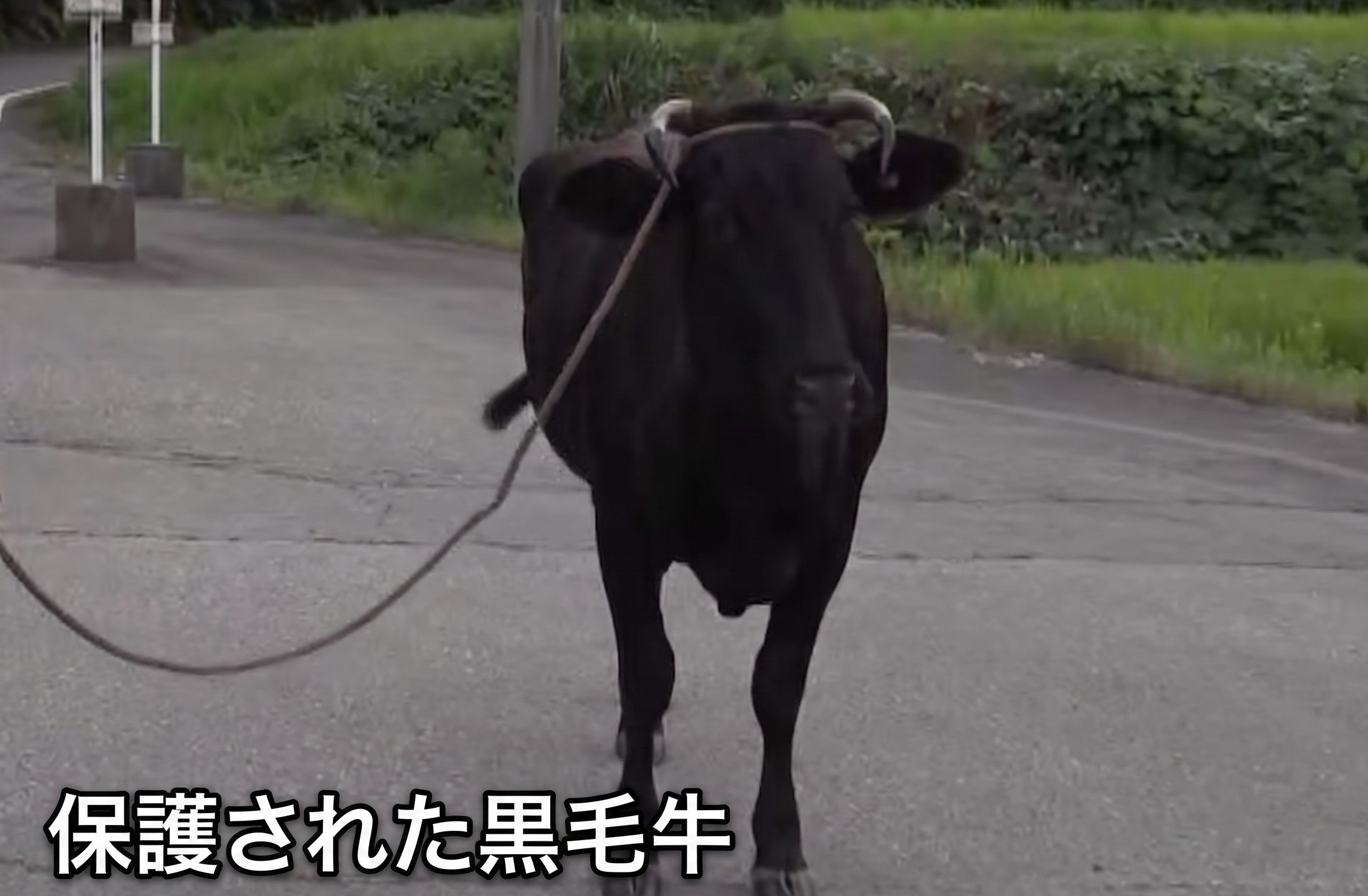 無事保護】脱走の“黒毛牛”（600kg） 2日ぶりに発見・保護 けが人なし