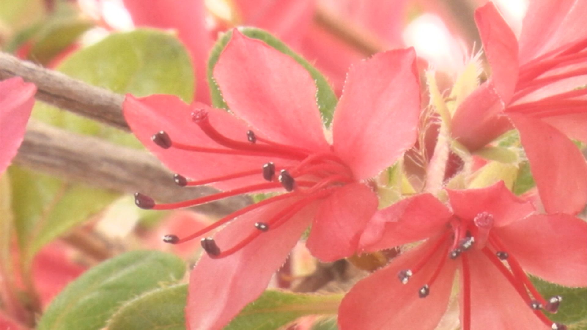 1年で200日以上咲く「ツツジ」を島根大学が開発、品種登録申請中
