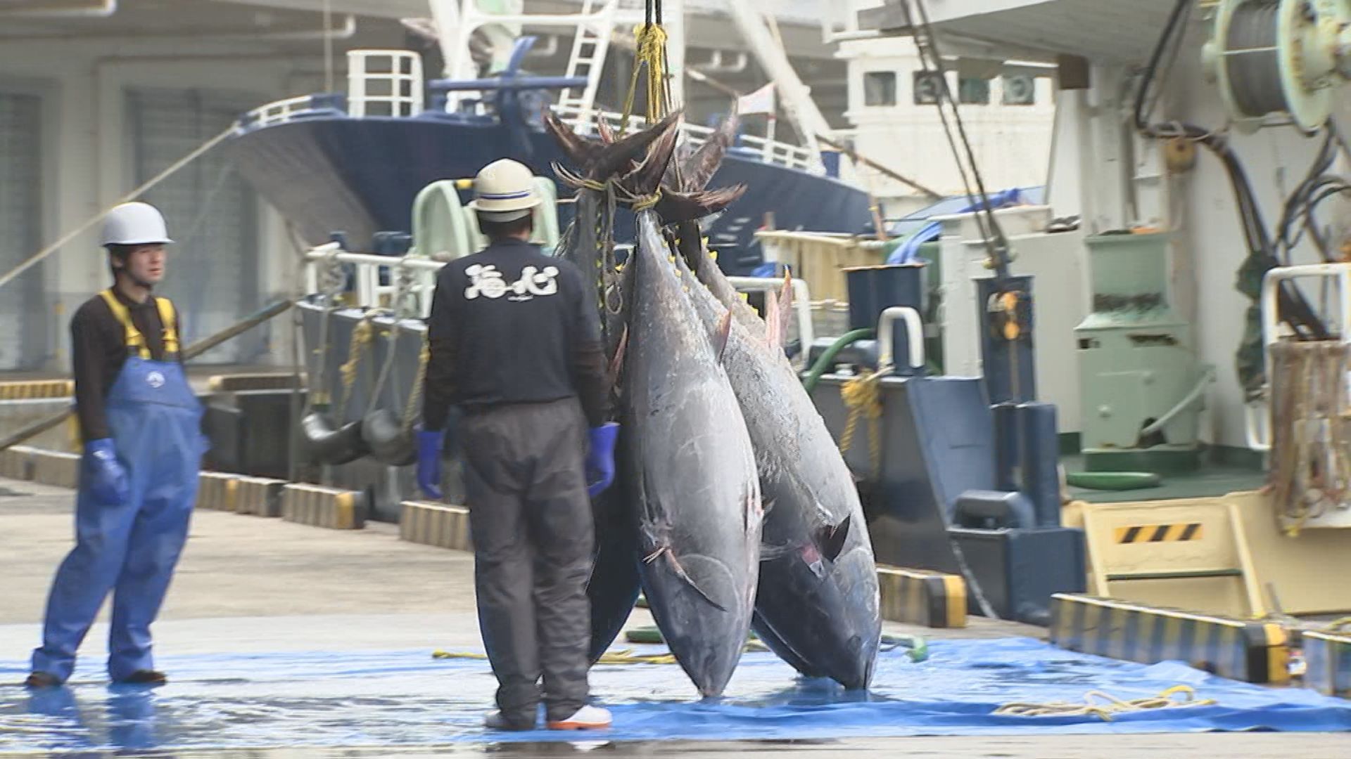 鳥取県境港 天然本マグロ 今シーズン初水揚げ | BSSニュース | BSS山陰