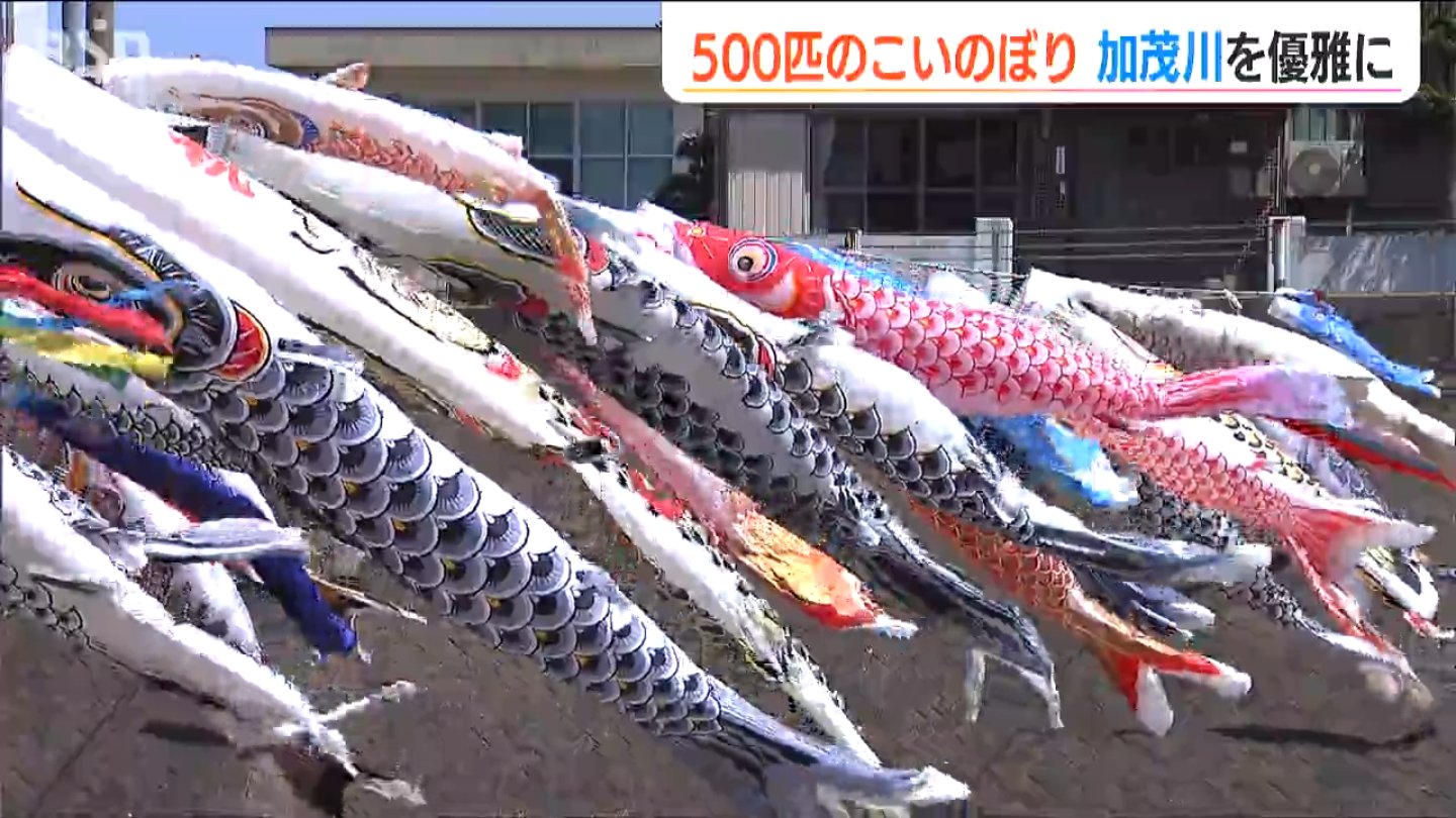 サムネイル_春の風物詩が とあるものに“生まれ変わって”好評　加茂市の加茂川を泳ぐ500匹のこいのぼり　新潟県