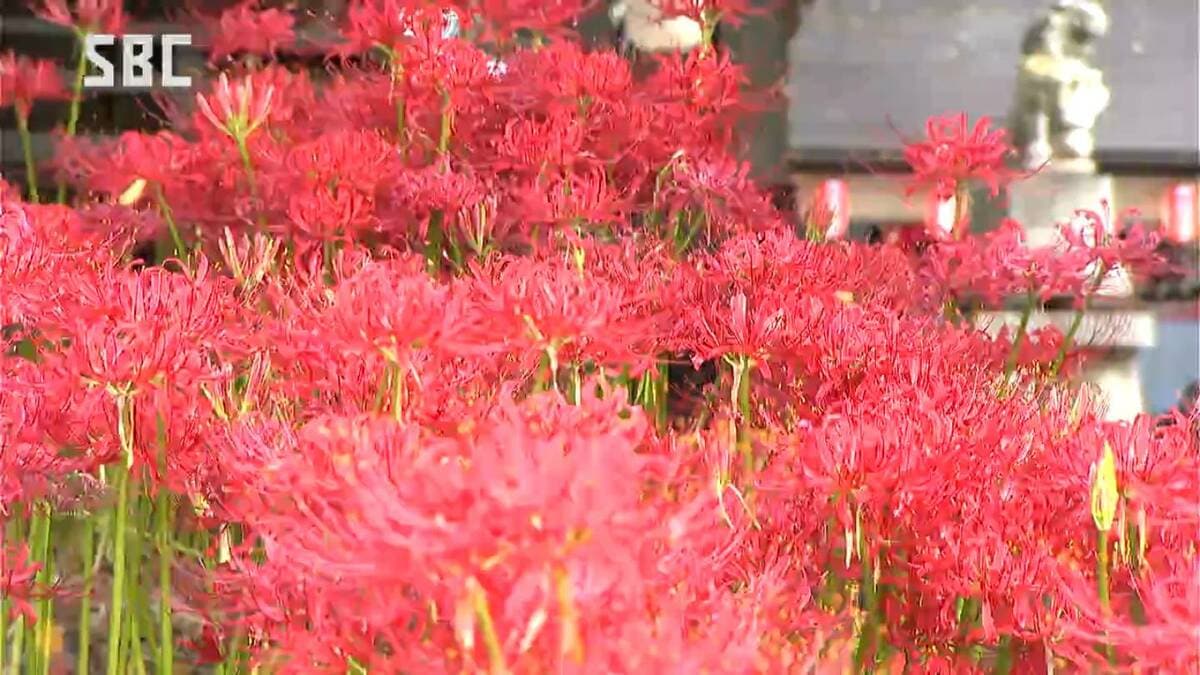 鮮やかな赤が神社の境内を彩る ヒガンバナが満開 長野・須坂市 | SBC
