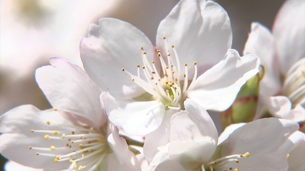 総本山善通寺で約30本の「涅槃桜」が見ごろ 淡いピンク色の花が