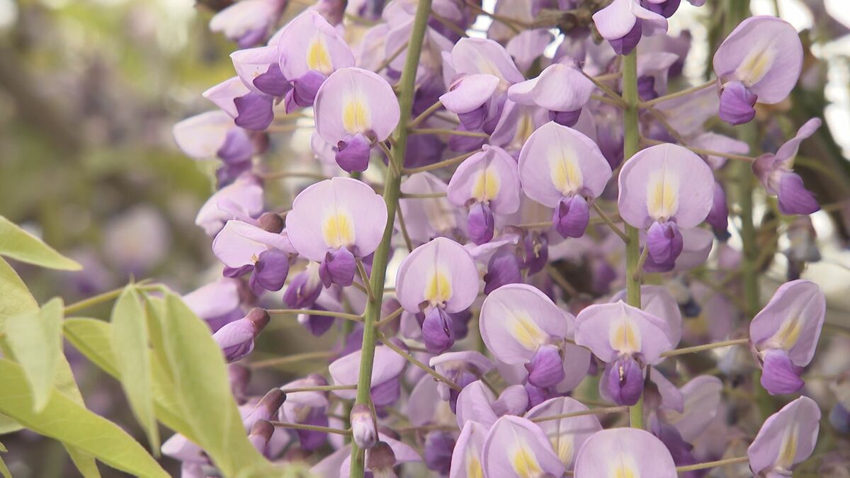 境内を彩る「紫のカーテン」西寒多神社でフジが見頃　例年より１週間早く　限定御朱印も話題に　大分