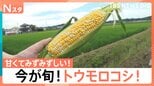 保存は“縦”で！加熱は電子レンジで！　自宅でおいしく！初夏の定番「トウモロコシ」【Nスタ】|TBS NEWS DIG