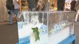 夏の風物詩 近江町市場に氷柱設置|TBS NEWS DIG
