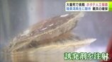 「まず陸奥湾で再生しないといけない」大量死した青森県の「陸奥湾ホタテ」の復活に向けた挑戦 野辺地町漁協でホタテを人工的に受精させる実証実験 県内の漁協で初 親貝の確保へ|TBS NEWS DIG