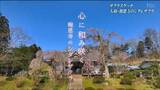 【サクラ・カメラマンスケッチ】報恩寺のシダレザクラ「サクラはもののあわれ」宮城・大和町|TBS NEWS DIG