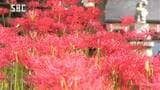 鮮やかな赤が神社の境内を彩る ヒガンバナが満開 長野・須坂市 | SBC NEWS | 長野のニュース | SBC信越放送
