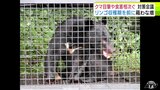 クマの目撃・被害が急増の青森県黒石市で緊急の対策会議 リンゴ収穫時期を前に「箱わな」増やすことや出没した場合の連絡体制を確認|TBS NEWS DIG