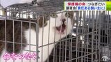 「責任のある飼い主さんに」保護されるも失われる命 1匹でも多くの命をつなぎたい“保護ネコ活動”「ペットも健康で生涯幸せに暮らせるようにしてあげたい」 | 青森のニュース│ATV NEWS│青森テレビ