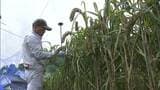 矢掛町の自然の中で育った無農薬栽培の粟を収穫 皇居で11月に営まれる"新嘗祭"に献穀【岡山】|TBS NEWS DIG