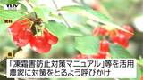 今年はサクランボの霜被害に特に警戒 燃料費も急上昇で農家に打撃 県は収量確保に向け農家に注意を呼びかけ(山形)|TBS NEWS DIG