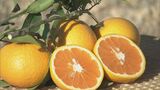 “幻のミカン” 市木オレンジ 収穫最盛期 三重・紀宝町|TBS NEWS DIG