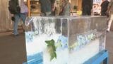 夏の風物詩 近江町市場に氷柱設置　|　石川県のニュース｜MRO北陸放送
