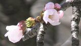 沿岸から春の便り 岩手・大船渡市がサクラの開花を宣言 去年より6日遅く、平年より5日早い開花|TBS NEWS DIG