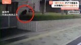 え?銀行の駐車場にクマが…岩手・盛岡市でクマ出没相次ぐ 秋田では県知事が自衛隊に派遣要請|TBS NEWS DIG