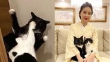 【藤あや子】愛猫2頭が激闘「マンガでしか見たことないやられ方」 ”ねこパンチ” めり込む|TBS NEWS DIG
