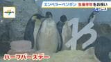 「ハーフバースデーおめでとう!」すっかり大きくなったエンペラーペンギン 生後半年で体重300g→21kgに!鮮やかな黄色になるのはいつ…? 和歌山・アドベンチャーワールド|TBS NEWS DIG